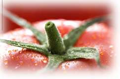 Fertilizers For Healthy Tomatoes