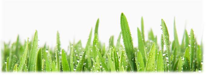 Healthy Plant Fertilizers